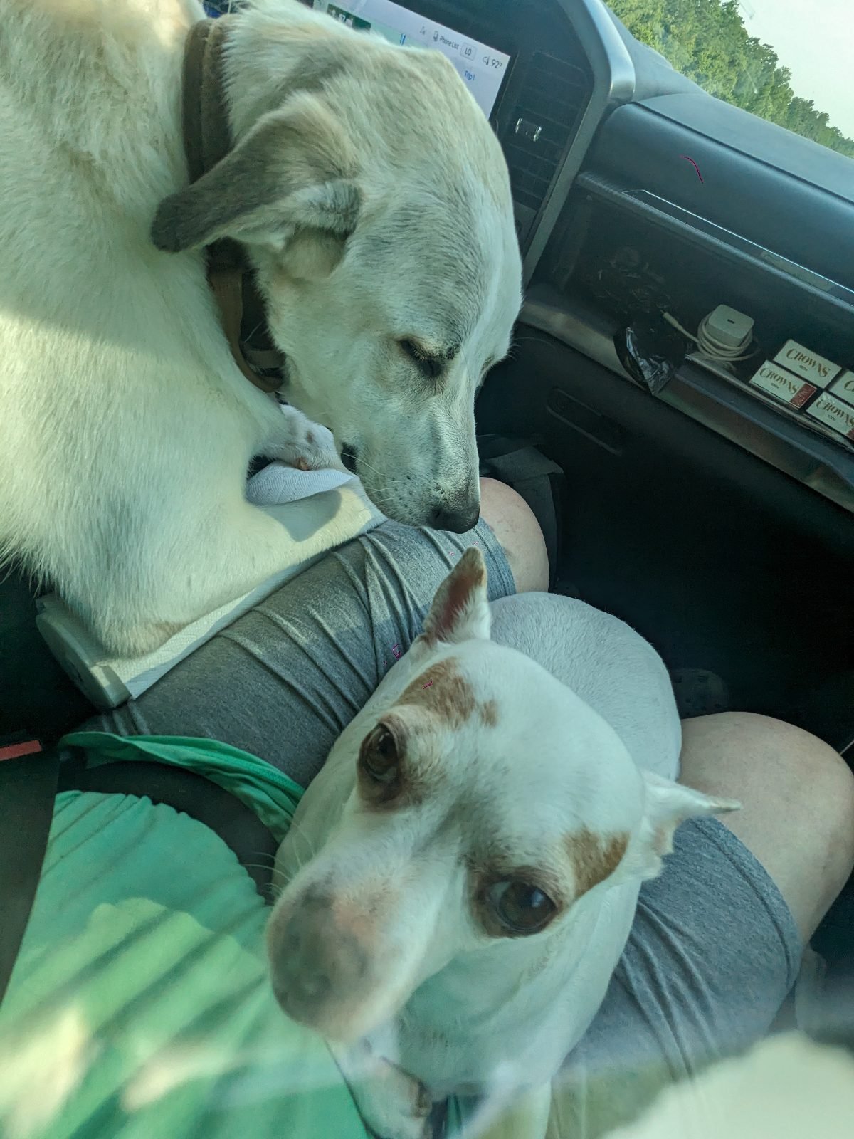 Maurice is to the left, and my baby girl, Lola, a Chihuahua who we lost a few years ago, is to the right.